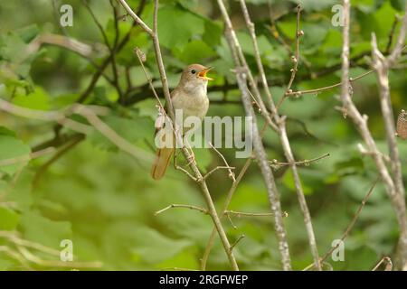 Nightingale, Luscinia megarhynchos Adult male singing Caroux-Espinouse National Reserve, France Stock Photo