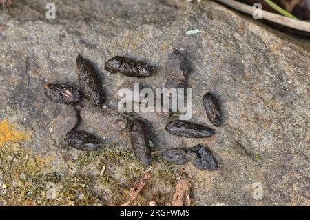 Common Ringtail Possum Pseudocheirus peregrinus Scat, dung, faeces Photographed in Tasmania, Australia Stock Photo