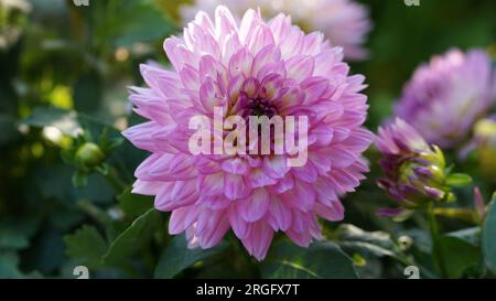 Veniti Pink with White Eye Dahlia in bloom in a summer garden. Stock Photo