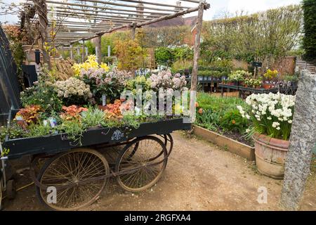 Wheeled trolley display / planting presentation / displayed plants at Petersham Nurseries, Petersham. Richmond Upon Thames. UK. (134) Stock Photo