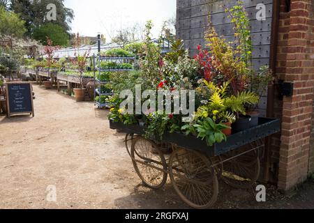 Wheeled trolley display / planting presentation / displayed plants at Petersham Nurseries, Petersham. Richmond Upon Thames. UK. (134) Stock Photo