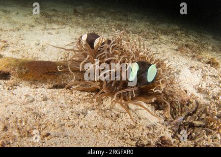 Saddleback anemonefish are hiding on the bottom in the anemone. Family of saddleback clownfish during dive in the Raja Ampat. Small fish with white st Stock Photo