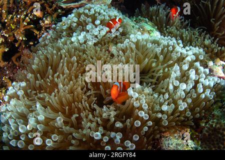 Spinecheek anemonefish are hiding on the bottom in the anemone. Family of premnas biaculeatus during dive in the Raja Ampat. Small orange fish with wh Stock Photo