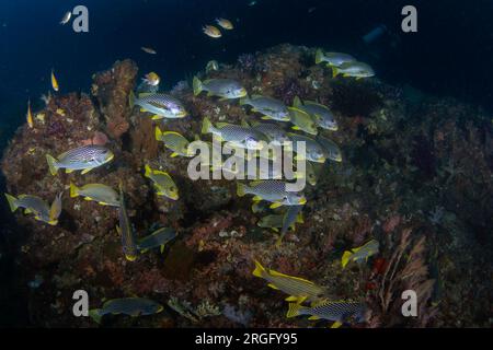 Diagonal banded sweetlips and ribboned sweetlips on the seabed in Raja Ampat. Plectorhinchus lineatus and plectorhinchus polytaenia during the dive in Stock Photo
