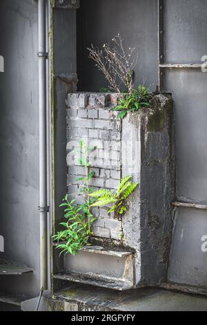 Various green plants conquer the concrete and pipes of a disused industrial plant. Vertical. Stock Photo