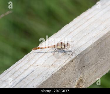 Common Darter dragonfly resting Stock Photo