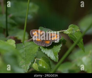 Gatekeeper or Hedge Brown butterfly Stock Photo