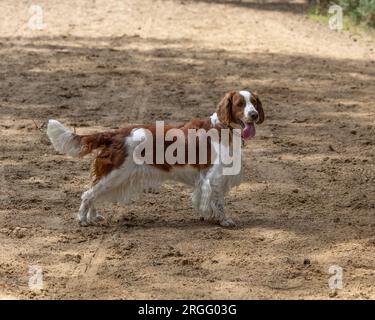 A Welsh Springer Spaniel Stock Photo