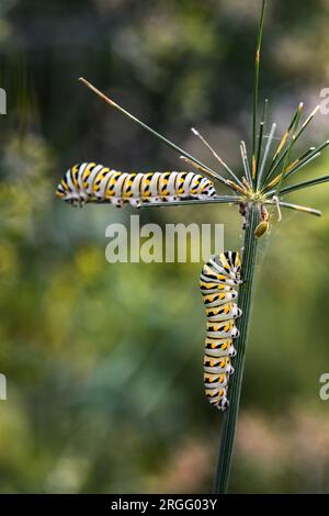Two monarch caterpillars Danaus plexippus on a plant outside in the summer. Stock Photo