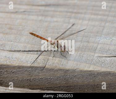 Common Darter dragonfly resting Stock Photo