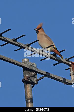 Bohemian Waxwing (Bombycilla garrulus) adult perched on TV aerial  Eccles-on-Sea, Norfolk, UK.              November Stock Photo