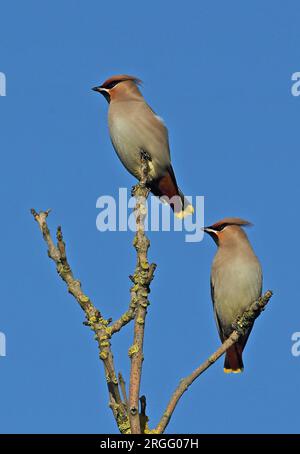 Bohemian Waxwing (Bombycilla garrulus) two adults perched on twig  Eccles-on-Sea, Norfolk, UK.              November Stock Photo