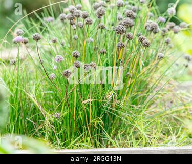 chives growing in a garden Stock Photo