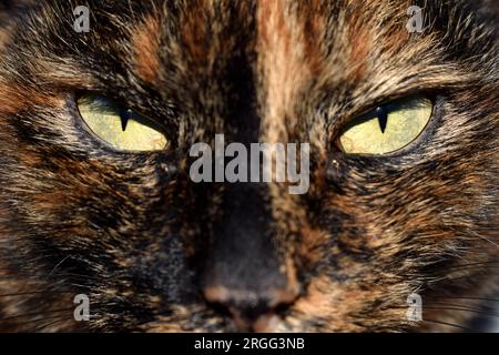 Close up portrait of a domestic black and brown cat face with serious looking light green eyes Stock Photo
