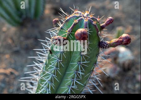 Closeup of a cactus on a farm Stock Photo