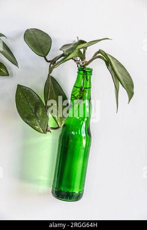 Hanging plant in a green glass bottle as wall decoration, recycling concept Stock Photo