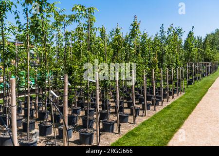 Rows of young trees in plastic pots with water irrigation system in a tree nursery, plant nursery Stock Photo