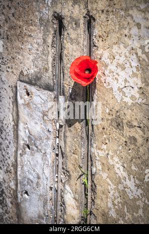 Poppy on old dingy concrete wall, vertical Stock Photo