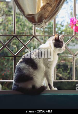Cat taking sunbath in the window Stock Photo