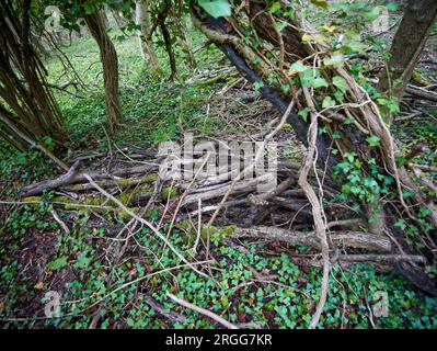 Natural intimate landscape demonstrating the colours, patterns and textures in the found environment Stock Photo