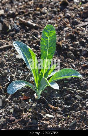 Cavalo Nero kale plant Stock Photo