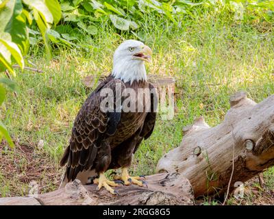 Close up shot of cute Bald eagle at Oklahoma Stock Photo