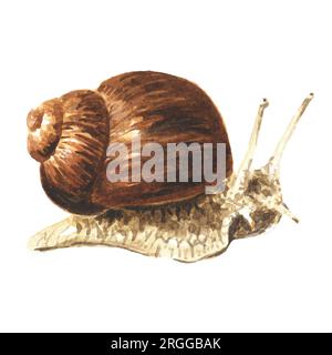 Achatina fulica, giant snail.      Hand drawn watercolor illustration isolated on white background Stock Photo