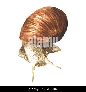 Achatina fulica, giant snail.     Hand drawn watercolor illustration isolated on white background Stock Photo