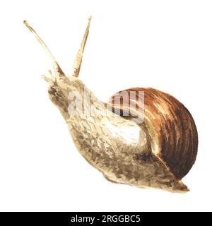 Achatina fulica, giant snail.    Hand drawn watercolor illustration isolated on white background Stock Photo