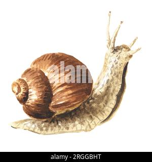 Achatina fulica, giant snail.   Hand drawn watercolor illustration isolated on white background Stock Photo