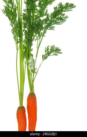 Fresh carrots with leaves isolated on white transparent background Stock Photo