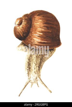 Achatina fulica, giant snail.  Hand drawn watercolor illustration isolated on white background Stock Photo