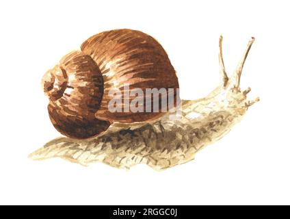 Achatina fulica, giant snail. Hand drawn watercolor illustration isolated on white background Stock Photo