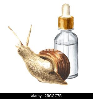 Achatina fulica, giant snail. snail mucin.    Hand drawn watercolor illustration isolated on white background Stock Photo