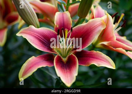 lilium orange et grenat Avalon Sunset  (jardin du ruisseau de l'église 2023) Stock Photo