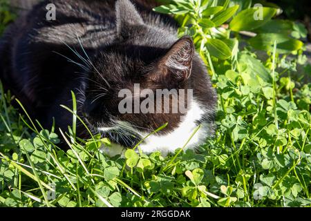 A domestic cat sleeps in the grass Stock Photo