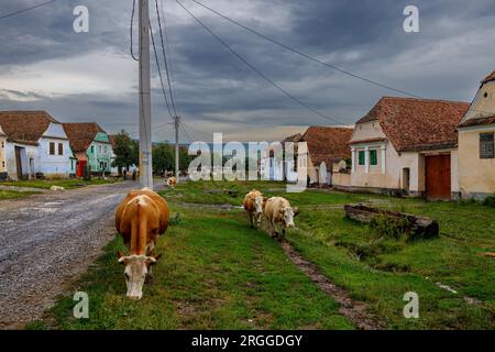 Cows in the village of Viscri in Romania Stock Photo