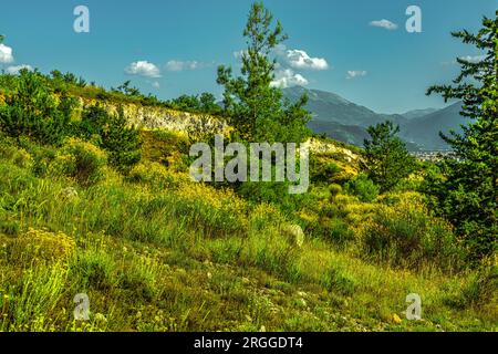 Meadows and blooms of Ginestra Odorosa or Spanish broom, Spartium junceum, on the slopes of Monte Morrone. Maiella National Park, Abruzzo, Italy Stock Photo