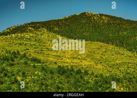 Meadows and blooms of Ginestra Odorosa or Spanish broom, Spartium junceum, on the slopes of Monte Morrone. Maiella National Park, Abruzzo, Italy Stock Photo