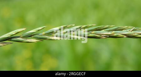 In the wild, a couch grass (Elymus repens) cereal plant grows in the meadow Stock Photo