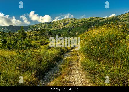 Meadows and blooms of Ginestra Odorosa or Spanish broom, Spartium junceum, on the slopes of Monte Morrone. Maiella National Park, Abruzzo, Italy Stock Photo