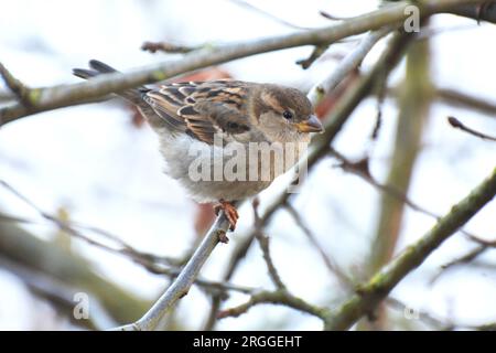 Sparrows (Passer) in the wild sit on a branch Stock Photo