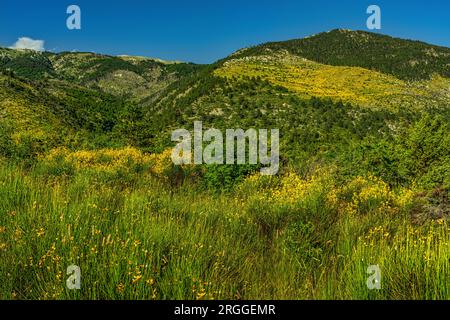 Meadows and blooms of Ginestra Odorosa or Spanish broom, Spartium junceum, on the slopes of Monte Morrone. Maiella National Park, Abruzzo, Italy Stock Photo