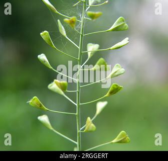 In nature, the field grow Capsella bursa-pastoris Stock Photo