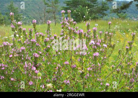 Ononis spinosa grows among grasses in the wild Stock Photo