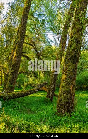 Landscape of Lake Barrea in the National Park of Abruzzo in Italy Stock ...