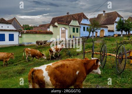 Cows in the village of Viscri in Romania Stock Photo