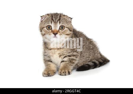 Scottish fold kitten sits beautifully on a white background Stock Photo
