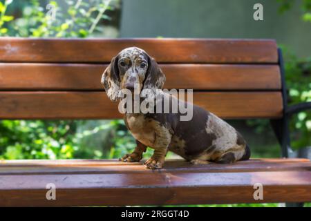 Marble dachshund puppy on a bench in the park in summer Stock Photo