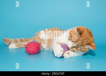 Red and white cat playing with skeins of multicolored wool, on a blue background Stock Photo